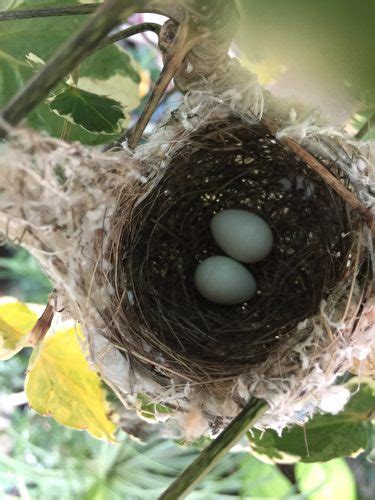 鳥在陽台築巢怎麼辦|[問題] 要怎麼處理陽台的鳥巢